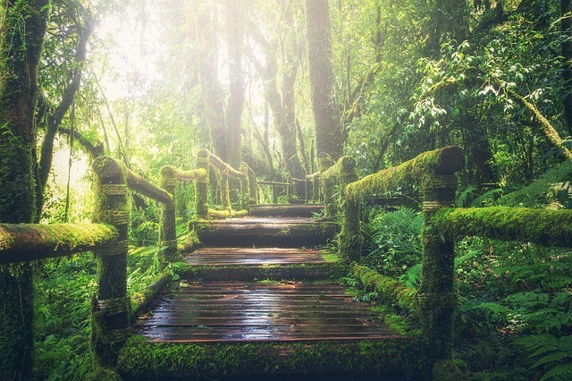 jungle, pathway, steps jungle, pathway, steps