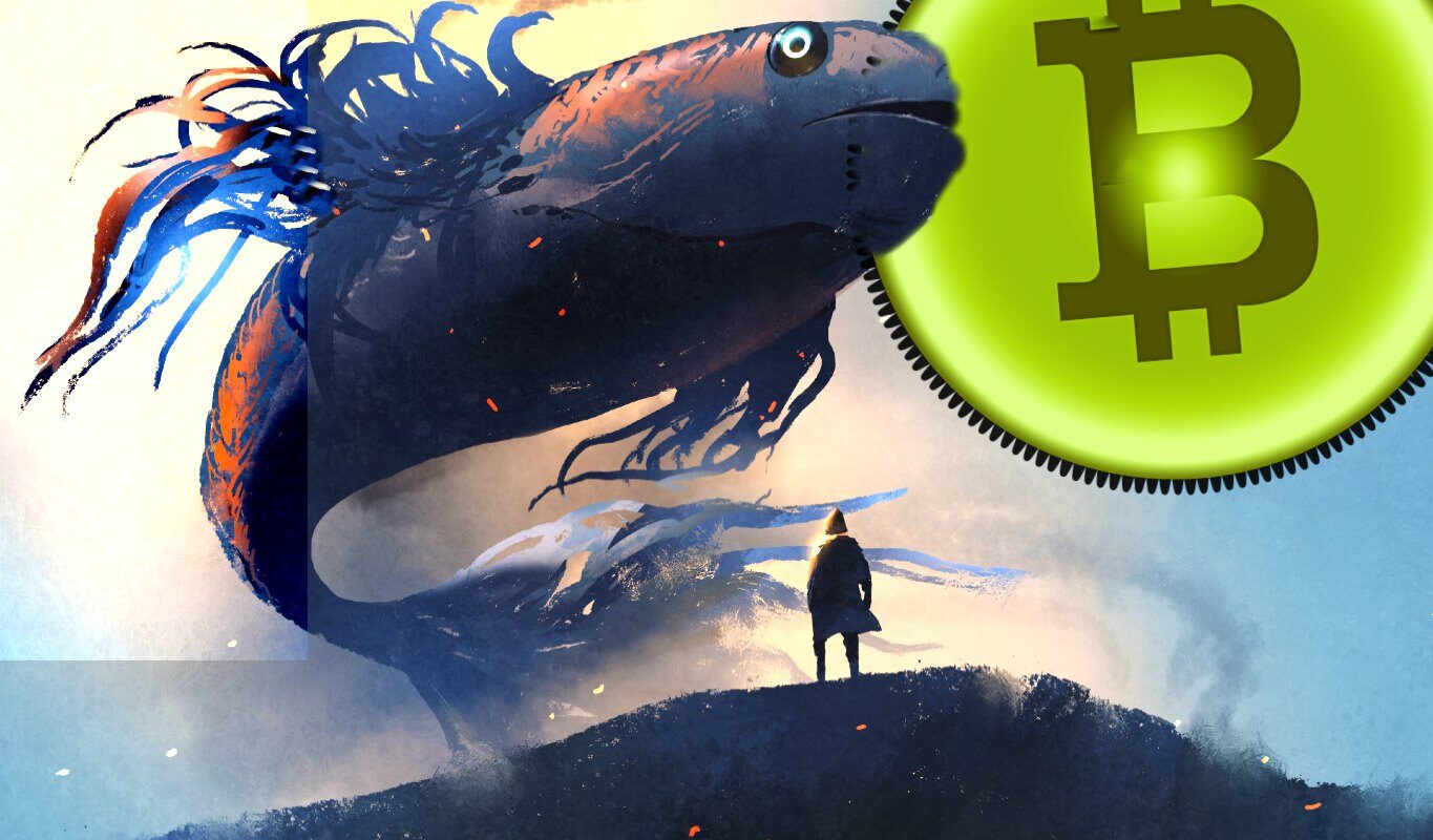 whale-fish-btc-3012927