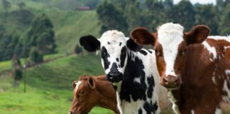 brown and white cow on green grass field during daytime