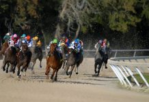 How Racing Odds Can Make or Break Your Horse Racing Betting Strategy shallow focus photography of horse race