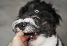 Understanding Georgia Dog Bite Laws and Victim Rights